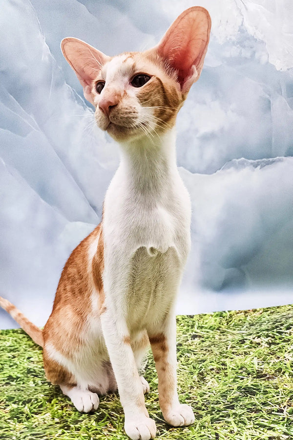 Oriental Shorthair cat Kevin with striking orange and white markings