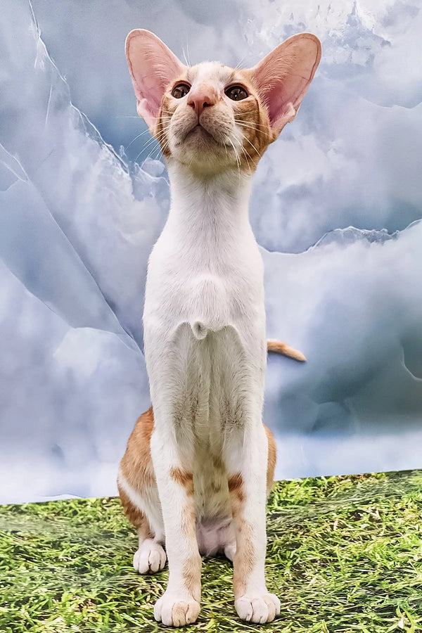 Oriental Shorthair kitten Kevin with large ears looking adorable and playful