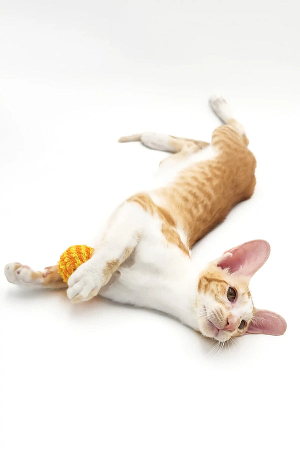 Cute Oriental Shorthair Kitten Kevin lounging with a toy between his paws