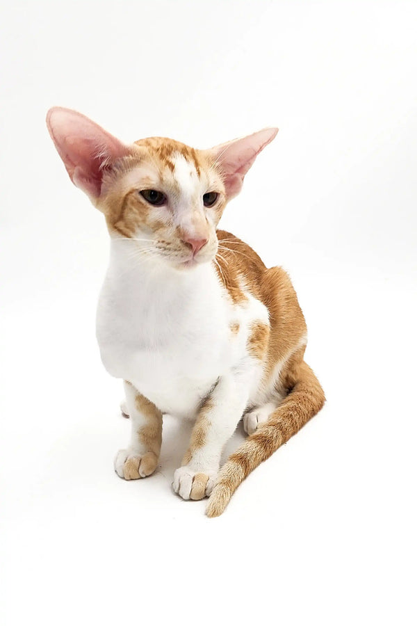 Orange and white Oriental Shorthair kitten with large ears sitting upright