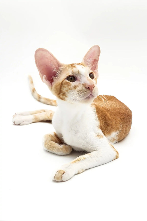 Adopt Kevin, an alert orange and white Oriental Shorthair kitten lounging cutely