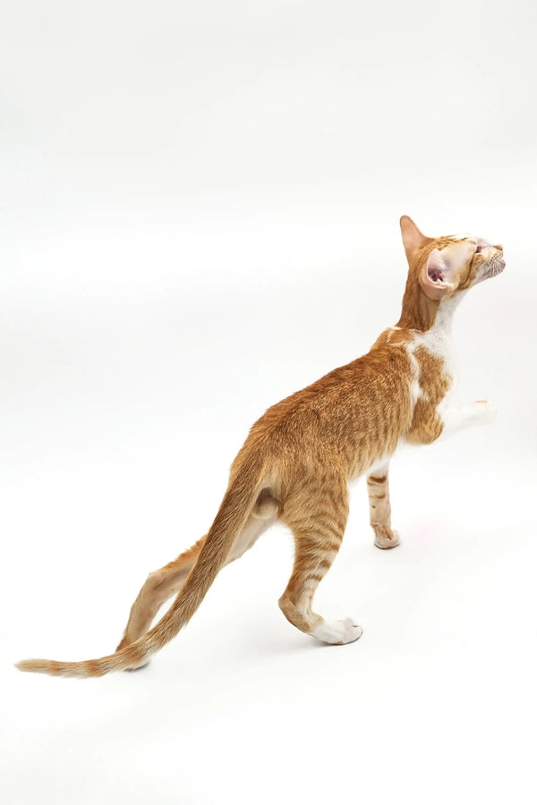Orange tabby cat tilting its head, perfect Oriental Shorthair Kitten Kevin