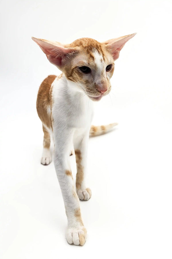 Slender Kevin, the Oriental Shorthair kitten with big ears and a white-orange coat