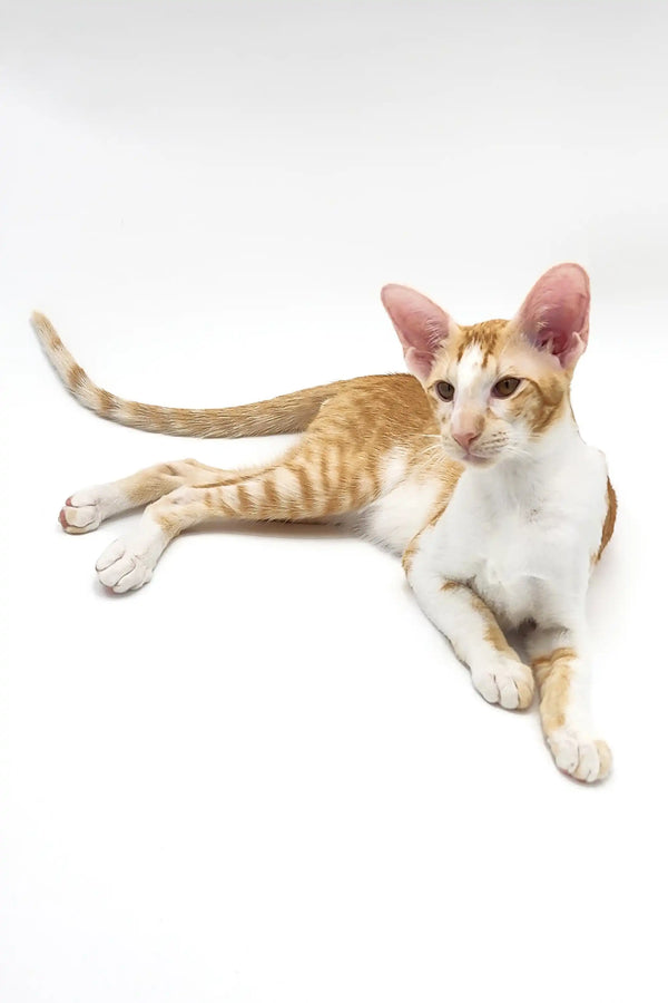 Orange and white Oriental Shorthair kitten with large ears lying down, named Kevin