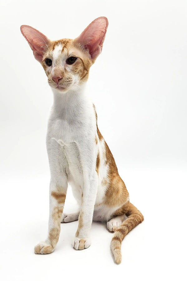 Slender Oriental Shorthair kitten Kevin with large ears and orange-and-white markings