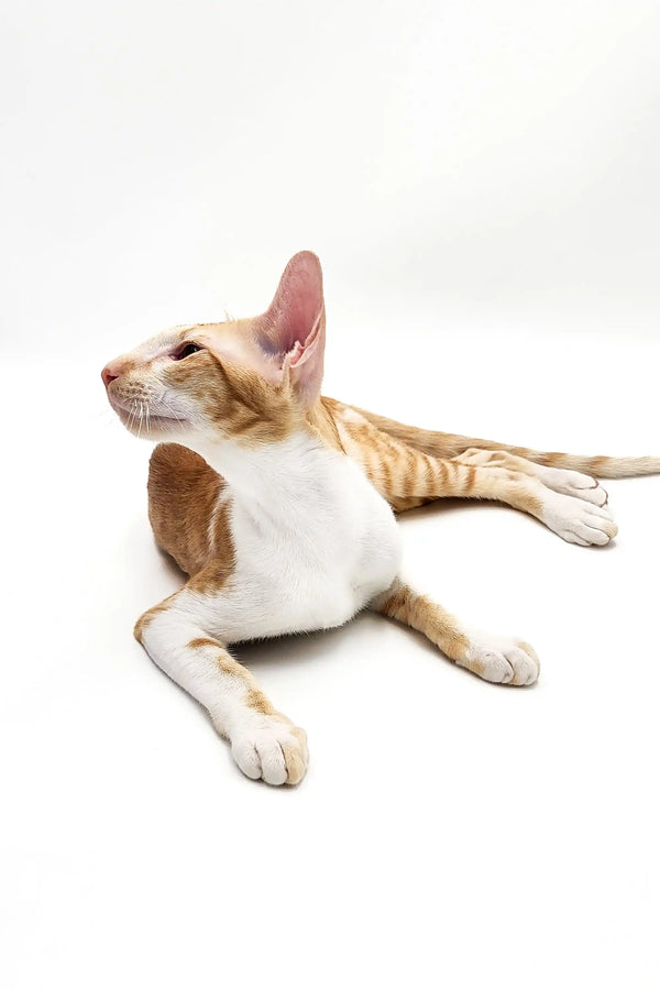 Relaxed Kevin the Oriental Shorthair kitten with cream and orange markings