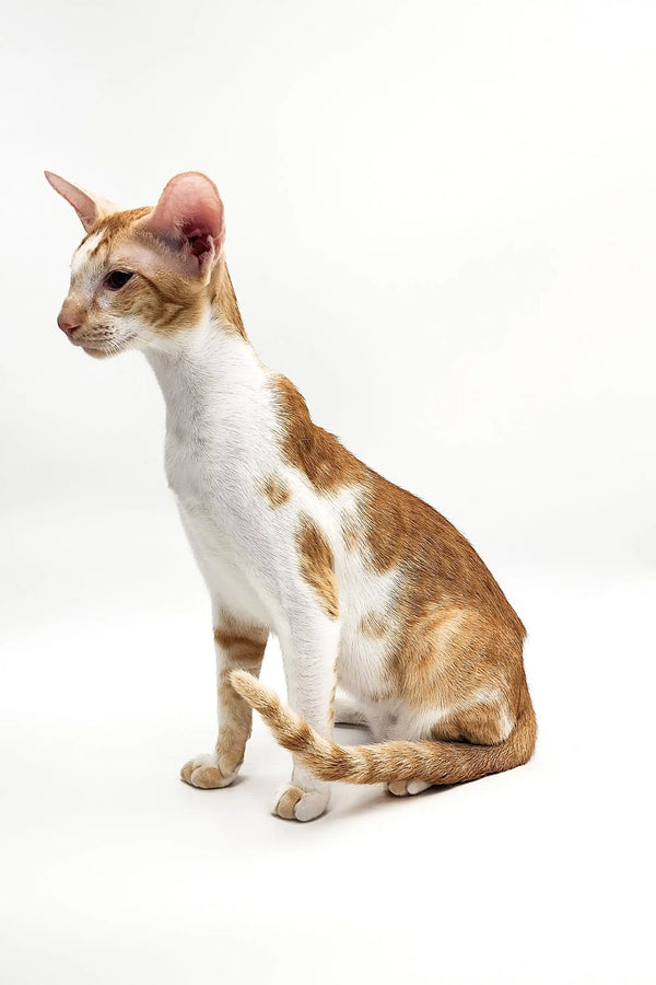 Slender orange and white spotted Oriental Shorthair kitten with large ears sitting upright