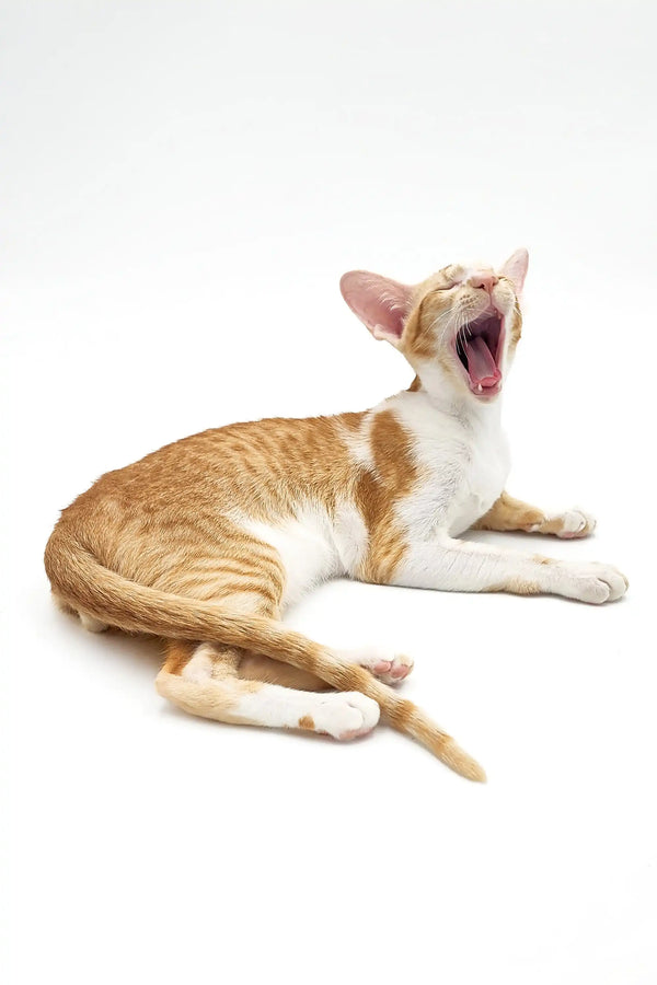 Yawning orange and white Oriental Shorthair kitten named Kevin lying down