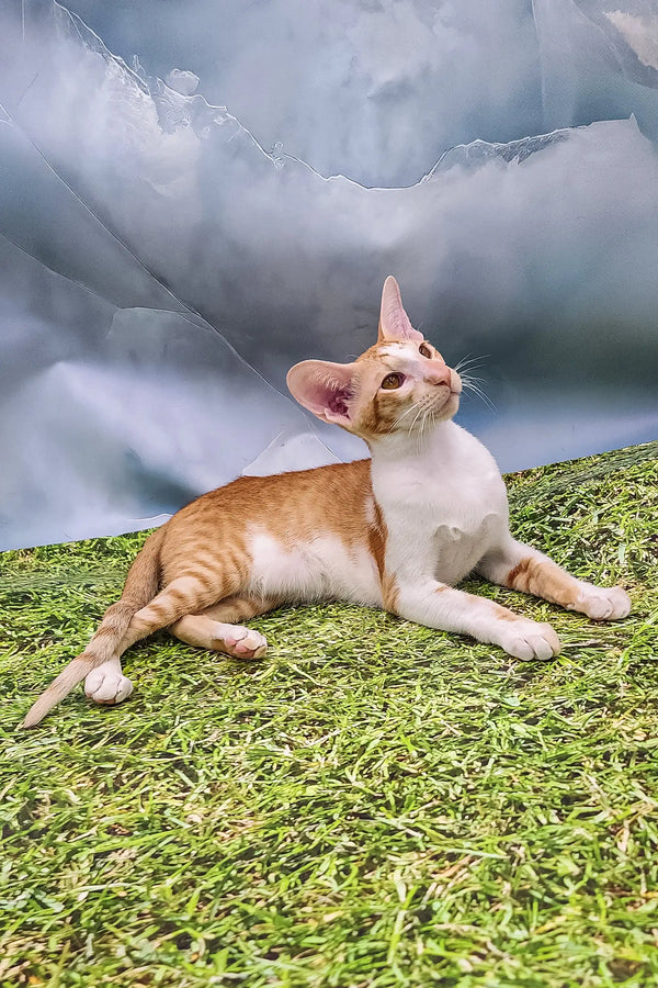 Orange and white Oriental cat named Kevin in a playful pose as a shorthair kitten