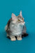 Gray and white Maine Coon kitten with yellow eyes sitting upright, looking adorable