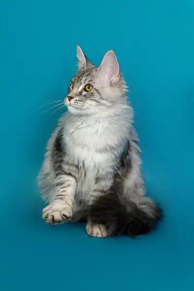 Long-haired gray and white Maine Coon kitten sitting with an alert expression