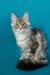 Long-haired gray and white Maine Coon kitten with striking yellow-green eyes