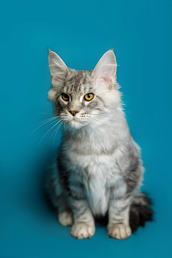 Gray and white Maine Coon kitten with striking yellow eyes, perfect for your home