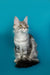 Gray and white Maine Coon kitten sitting upright with an alert expression