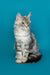 Gray and white Maine Coon kitten sitting alert, showing off its fluffy fur and charm