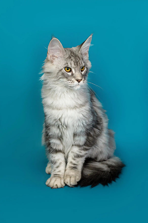 Gray and white Maine Coon kitten sitting alert, showing off its fluffy fur and charm
