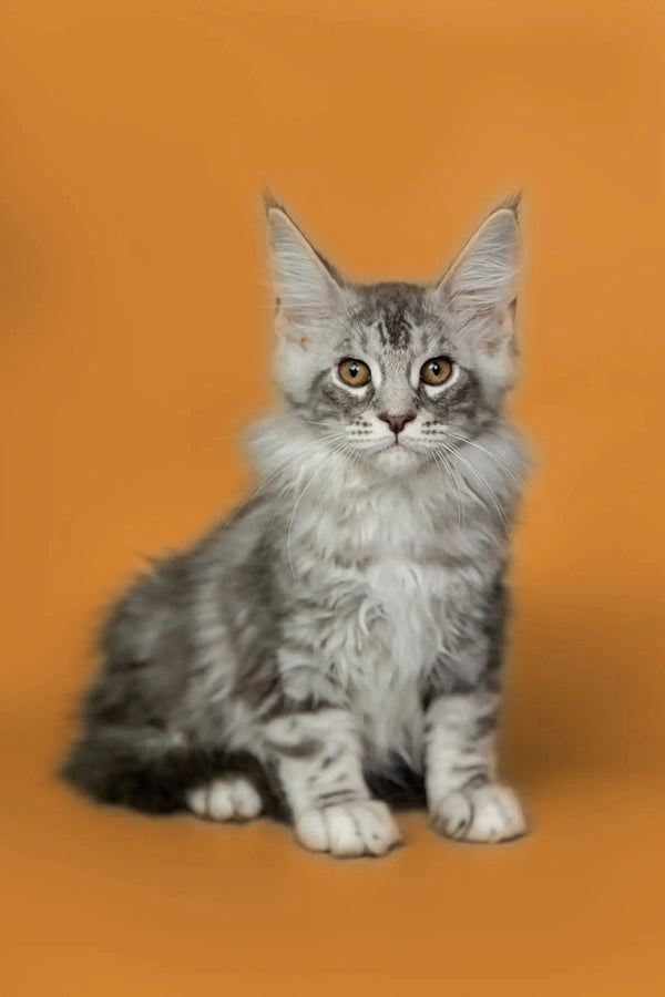 Gray and white Maine Coon kitten with fluffy coat and ear tufts for Kian