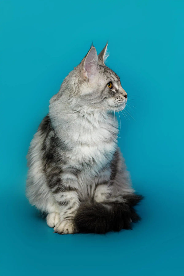 Long-haired gray and white Maine Coon kitten sitting in profile view