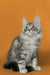 Gray and white Maine Coon kitten with fluffy ears and alert eyes, perfect for cuddles