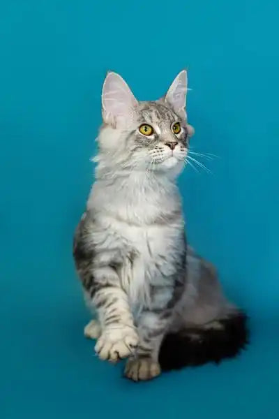 Gray and white Maine Coon kitten sitting upright with an alert expression