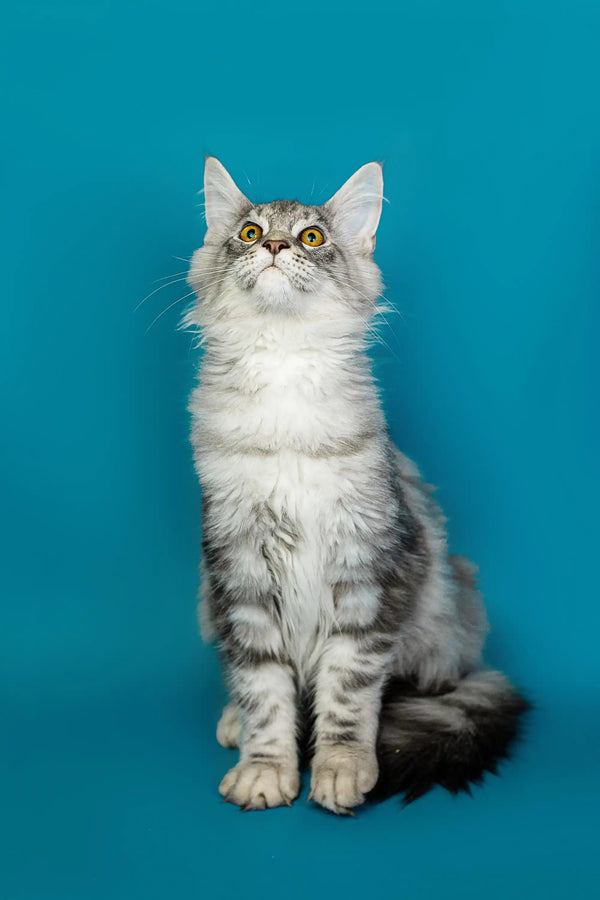 Long-haired gray and white Maine Coon kitten gazing upward with wide eyes