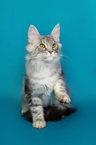 Gray and white Maine Coon kitten sitting upright with an alert expression