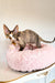 Calico Devon Rex cat cozy in a pink pet bed from Kiana Devon Rex Kitten collection