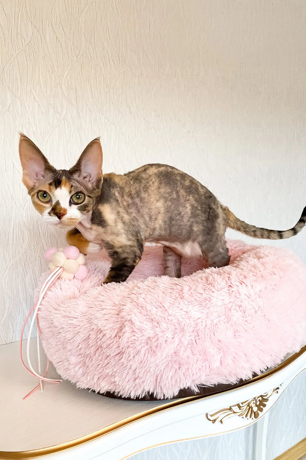 Calico Devon Rex cat cozy in a pink pet bed from Kiana Devon Rex Kitten collection