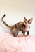 Calico Devon Rex kitten named Kiana, playful and adorable in her cozy spot