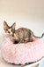 Calico Devon Rex kitten snuggled in a cozy pink fluffy bed named Kiana