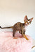 Cute Calico Devon Rex kitten named Kiana, perfect for cuddles and fun times