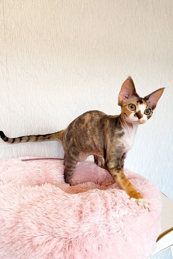 Cute Calico Devon Rex kitten named Kiana, perfect for cuddles and fun times