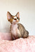 Cute Devon Rex kitten named Kiana ready for adoption and snuggles