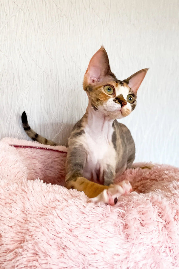 Cute Kiana, a Devon Rex kitten, showing off her striking eyes and playful personality