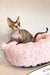 Devon Rex kitten named Kiana lounging in a pink fluffy bed, cute and cozy