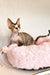 Rex cat lounging in cozy pink pet bed from Kiana Devon Rex Kitten collection