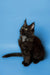 Fluffy black Maine Coon kitten with alert ears, perfect for cuddles and fun