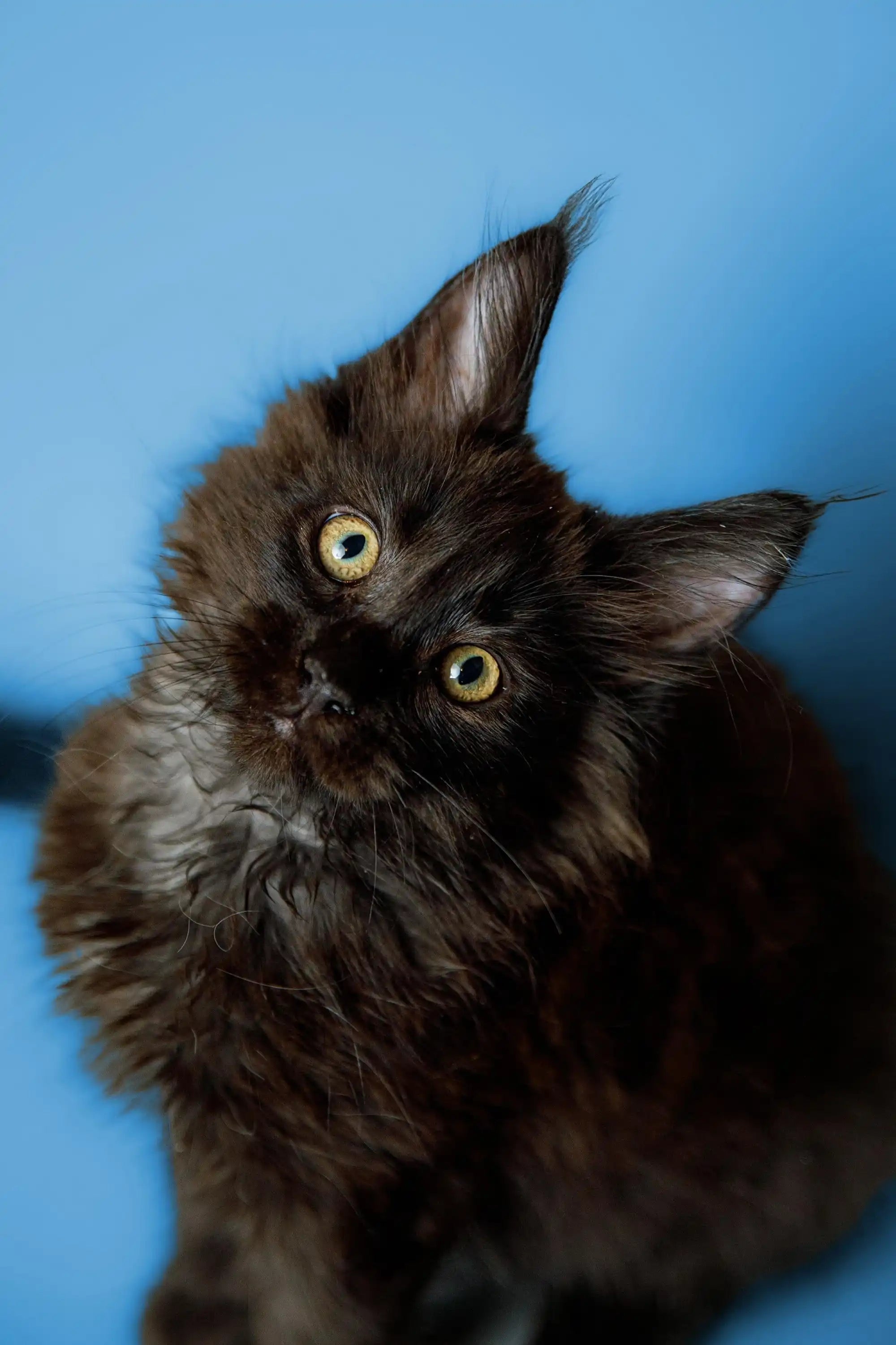 Maine Coon Kittens for Sale Kiefer | Kitten