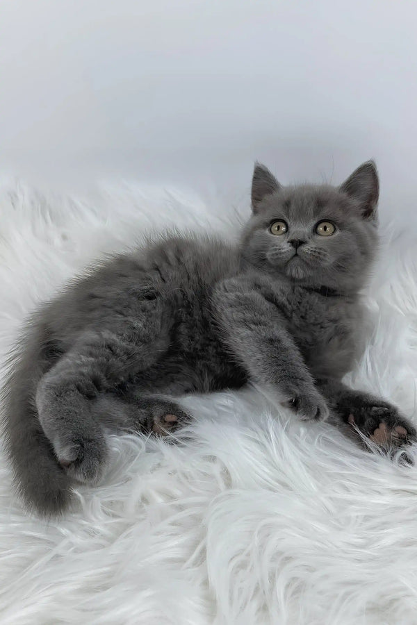 Kiki | british shorthair kitten