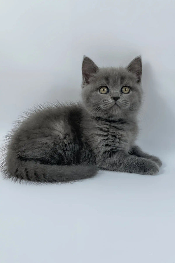 Kiki | british shorthair kitten