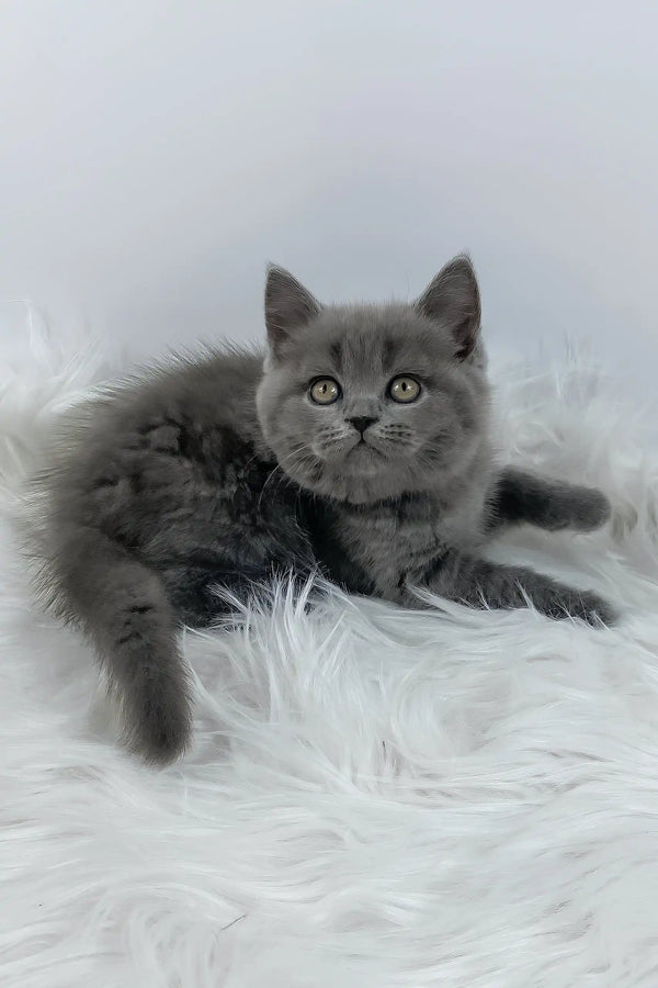 Kiki | british shorthair kitten
