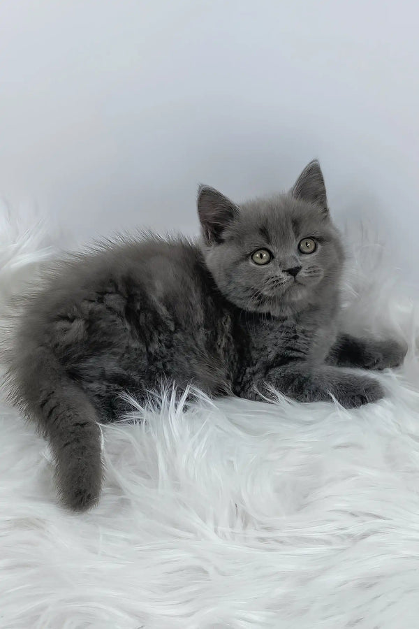 Kiki | british shorthair kitten