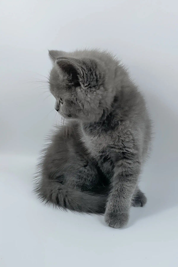 Kiki | british shorthair kitten