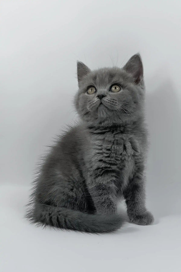 Kiki | british shorthair kitten