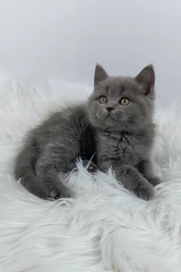 Kiki: A Graceful Young British Shorthair with Endless Charm