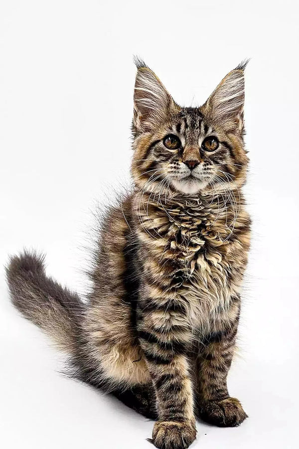 Maine Coon kitten Kiki with fluffy coat and ear tufts looking adorable