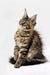 Alert Tabby Maine Coon Kitten Kiki with fluffy fur sitting upright, super cute!