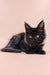 Black Maine Coon kitten with fluffy fur and alert golden eyes in Kiko product