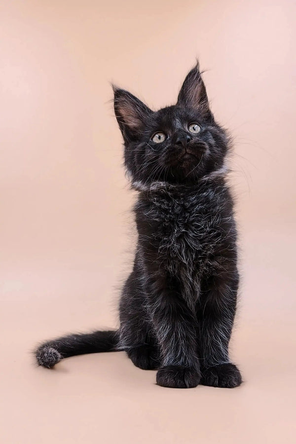 Black Maine Coon kitten with fluffy fur and alert ears, ready for a cozy home