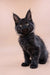 Black Maine Coon kitten with fluffy fur and alert ears, super cute and playful